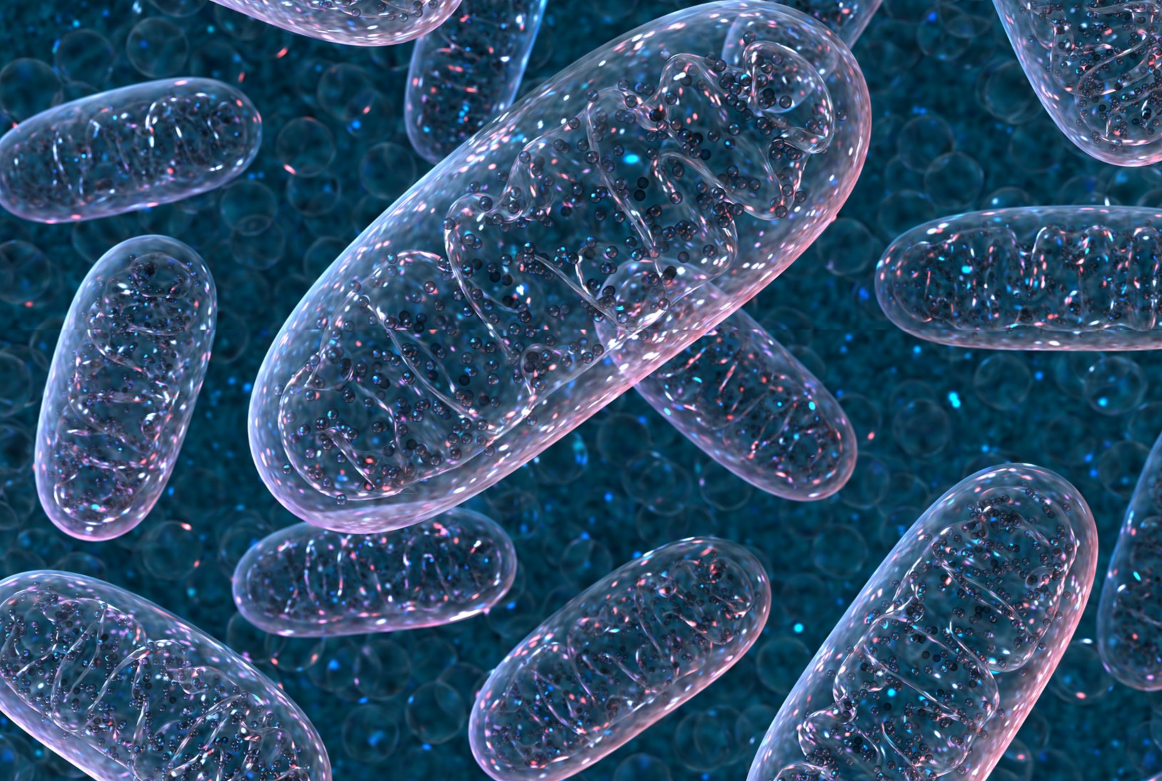 Mitochondria
